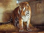 Mann von Sibirischem Tiger im Yorkshire Wildlife Park getötet