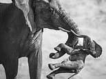 Ergreifendes Elefanten-Foto gewinnt Preis als Wildlife Photographer of the Year