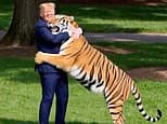 Donald Trump Faces Backlash Over AI Video Parodying Fatal Yorkshire Zoo Tiger Attack
