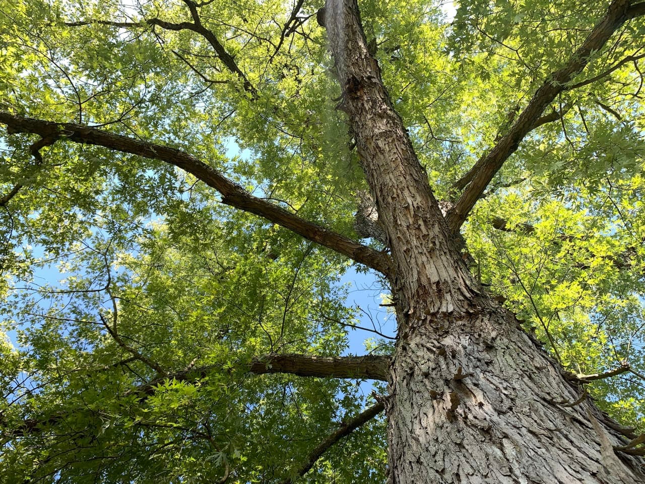 El mercado de valores es un árbol hueco que podría romperse pronto, advierte el rey de los bonos Gundlach