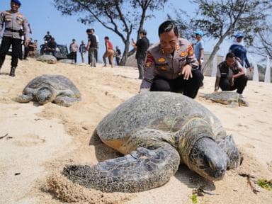 Les autorités indonésiennes libèrent 20 tortues marines vertes à Bali