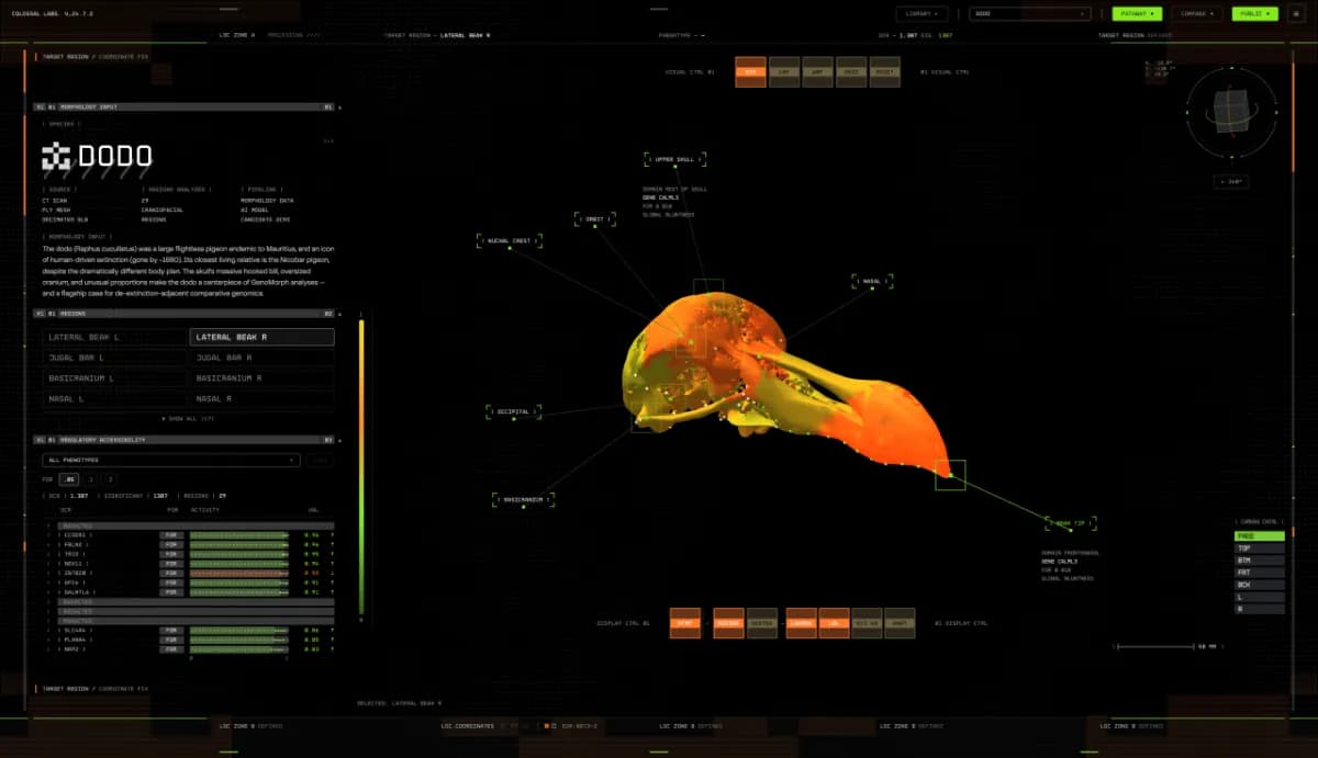 Colossal Biosciences dévoile GenoMorph, une IA pour accélérer la dé-extinction du dodo