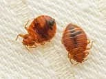 Surge in European Bed Bug Infestations Prompts Urgent Travel and Home Hygiene Warnings