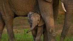 Image caption, Elephants in Southern Africa are one of the species that have recovered after recent conservation efforts