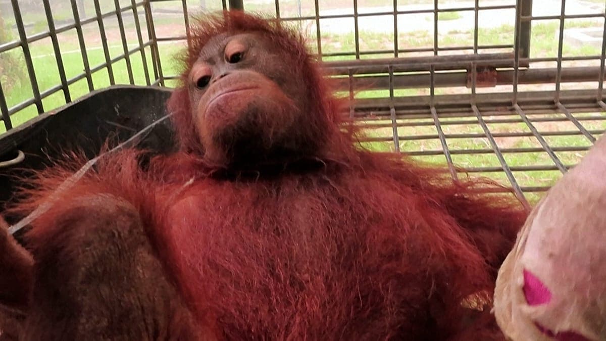 Rescatan a una cría de orangután de los devastadores incendios en Borneo