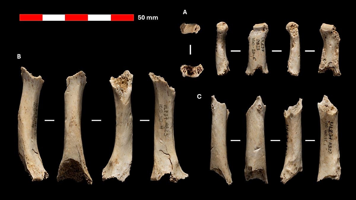 Archaeological excavation in the area where the bones were found
Gobierno de Navarra